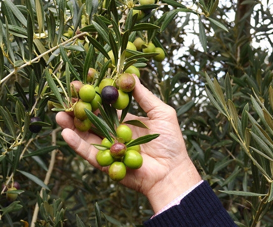 Ultra Premium EVOO (Robust)