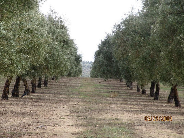 Smoked Olive Wood Oil