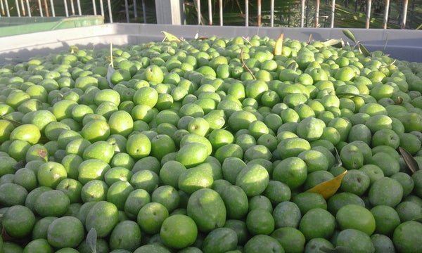 Ultra Premium EVOO (Robust)