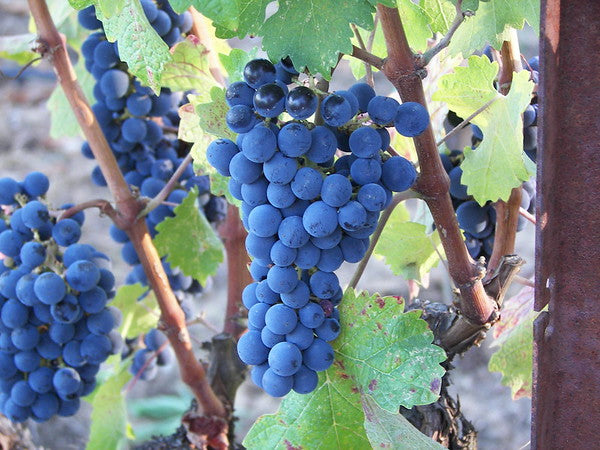 Traditional Dark Balsamic (aged up to 18 years)