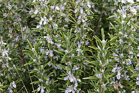 Rosemary (Fused) Olive Oil